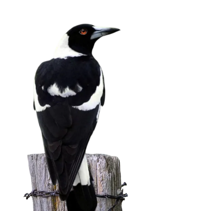themagpiesaid hero image